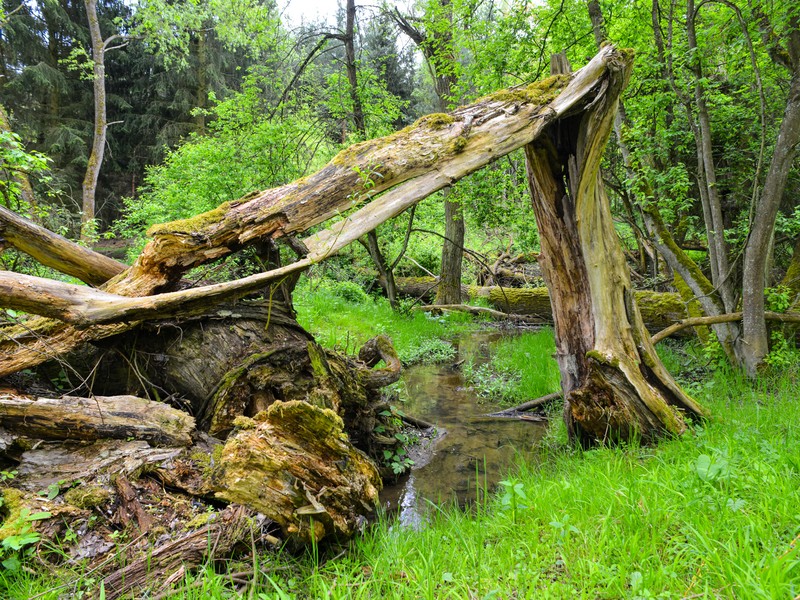 Biotechnická opatření při revitalizaci koryt
