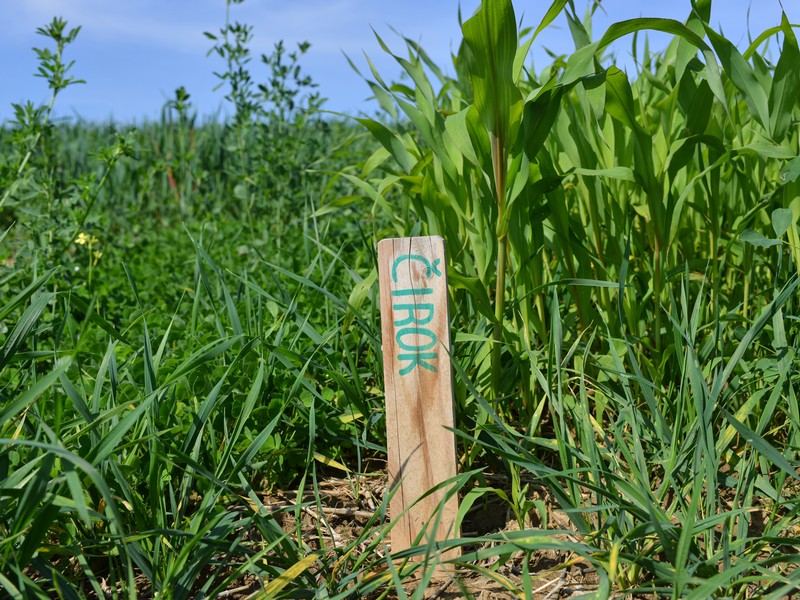 Využití podsevových plodin