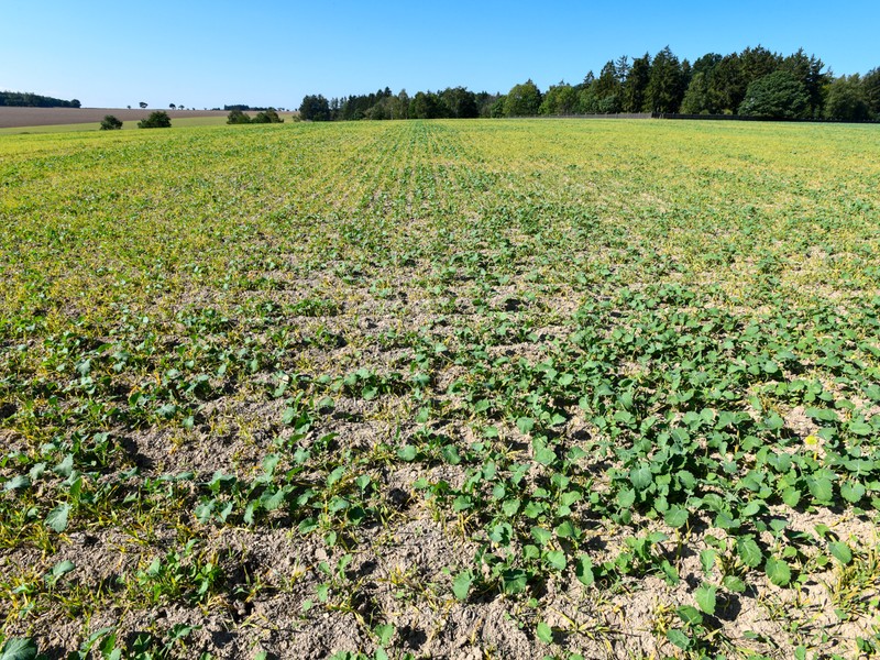 Pěstování meziplodina