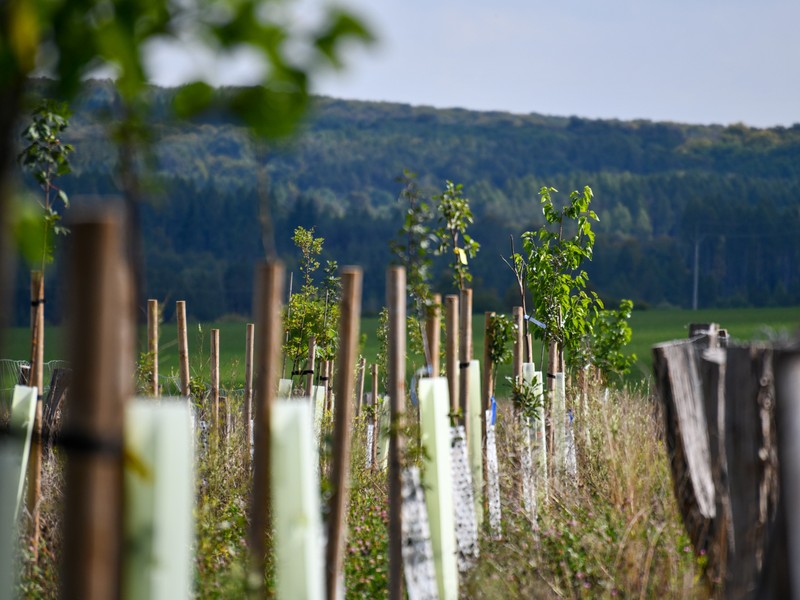 Silvopastební systémy