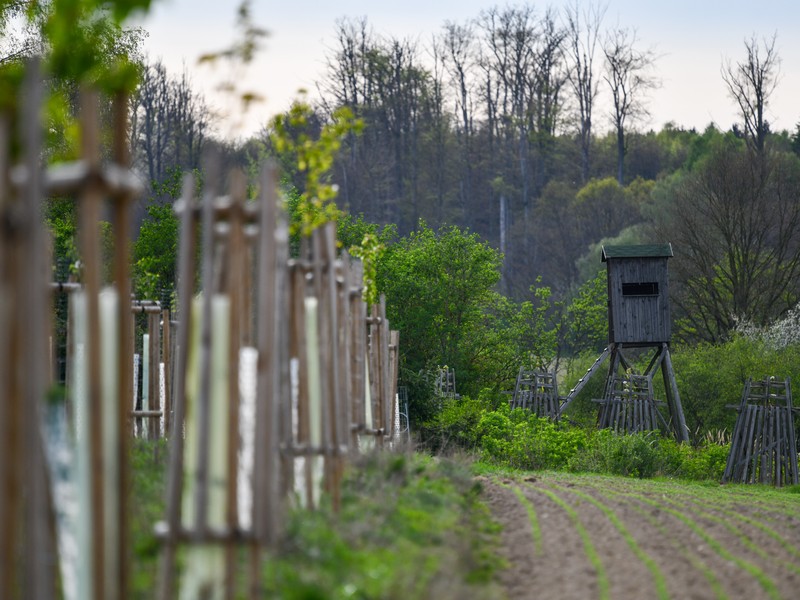 Silvoorebné systémy
