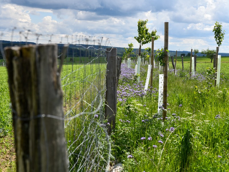 Agrolesnictví v trvalých kulturách