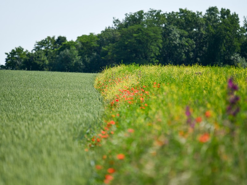 Biodiverzitní pásy