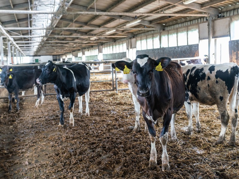 Hnojení chlévským hnojem